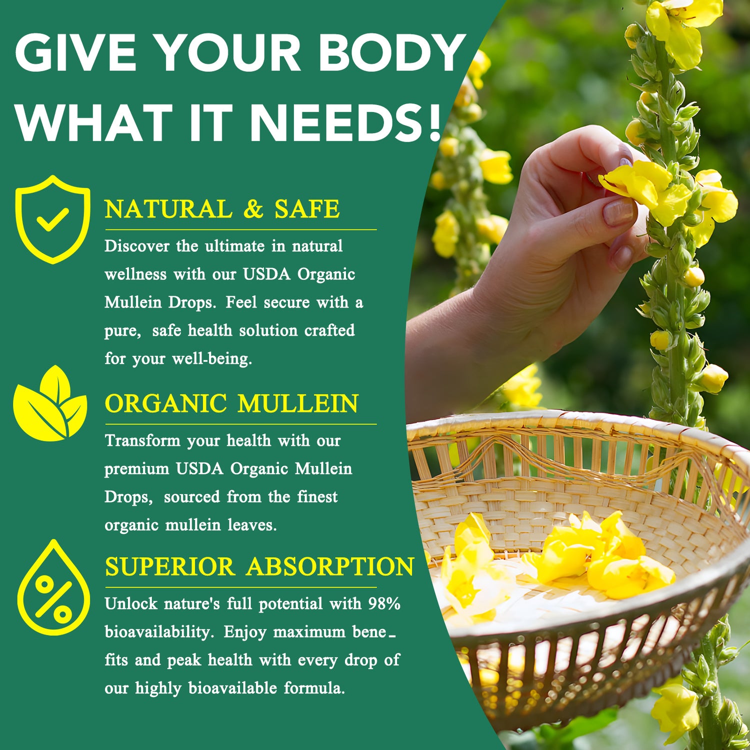 SIKOT MULLEIN LEAF EXTRACT FOR STRONGER LUNGS